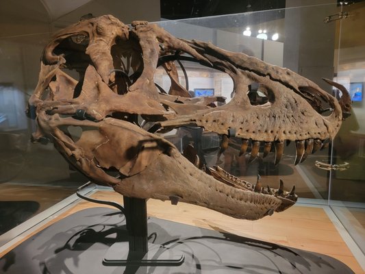 Royal Tyrrell Museum by null