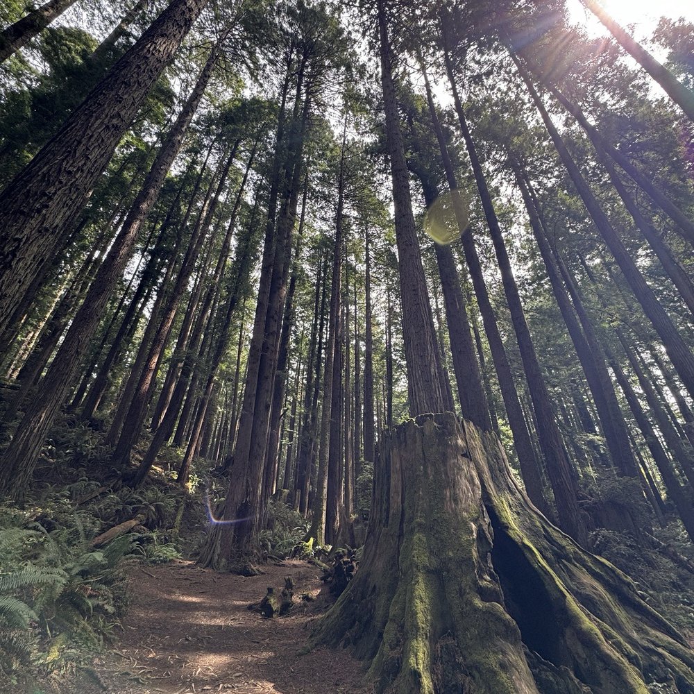 Redwood Park - Parks Near Me - Arcata, California Redwood Park - Parks Near Me - Arcata, California