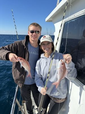 Pelican Adventures by null