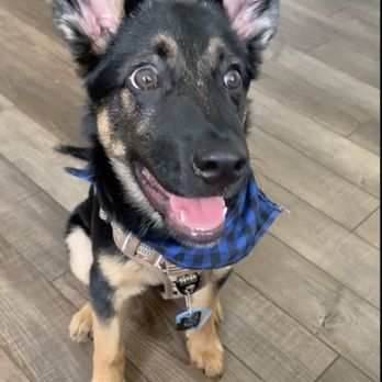 Empowered K9’s - Mr.Wesson is such a fast learner! - Pet Training Near Me