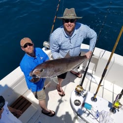 Amberjack