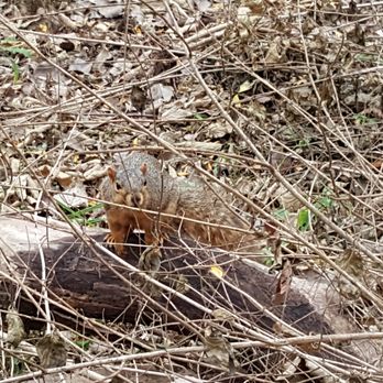 Naperville Riverwalk - The squirrels watch you, watching them - Parks Near Me - Naperville, Illinois
