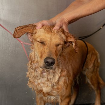 Camp Bow Wow - Pet Training Near Me - Tulsa, Oklahoma