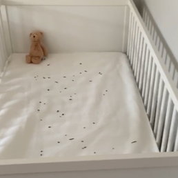 Example of the millipedes in our 3 week old newborns crib! Example of the millipedes in our 3 week old newborns crib!
