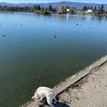 Los Gatos Creek Trail - Misty enjoying the scenery - Parks Near Me - Campbell, California