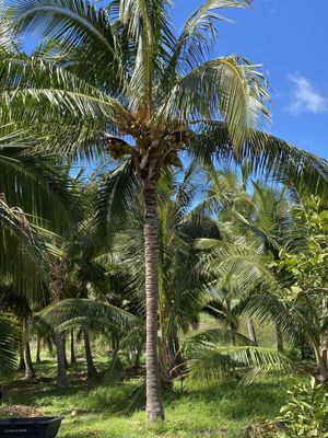 Punakea Palms by null