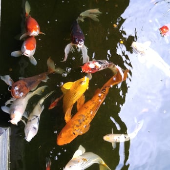 Koi Shui Aquatics - koi fish swimming in a pond - Landscaping Near Me