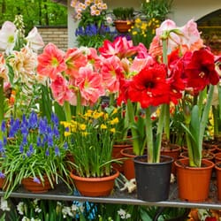 All Seasons Florist