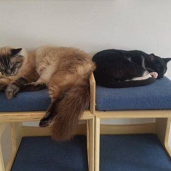 KitTea - naptime - Pet Adoption Near Me - San Francisco, California