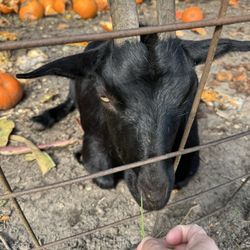 White's Farm - Goat