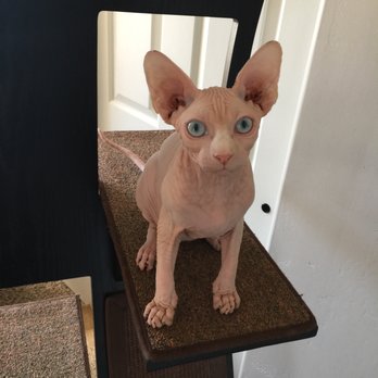 Dare2b-Bare Sphynx - Meet Arlo at 5 months. - Pet Adoption Near Me - San Diego, California Dare2b-Bare Sphynx - Meet Arlo at 5 months. - Pet Adoption Near Me - San Diego, California