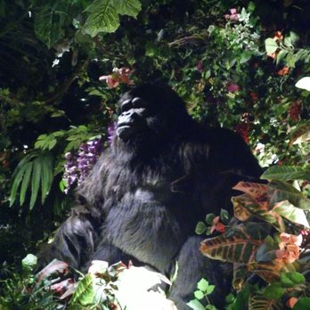 Rainforest Cafe - American Near Me - San Antonio, Texas Rainforest Cafe - American Near Me - San Antonio, Texas