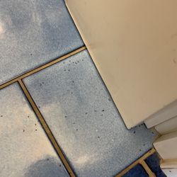 Hotel Il Pino - Ant Infestation
