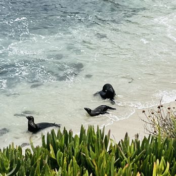 La Jolla Cove - Parks Near Me - La Jolla, California La Jolla Cove - Parks Near Me - La Jolla, California