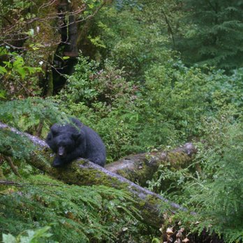Alaska Rainforest Sanctuary - Tours Near Me - Ketchikan, Alaska Alaska Rainforest Sanctuary - Tours Near Me - Ketchikan, Alaska
