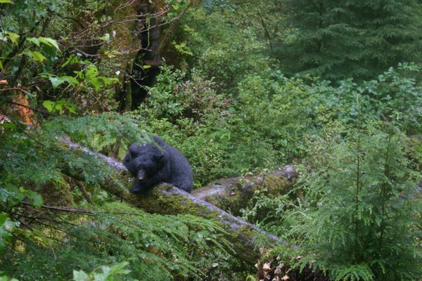 Alaska Rainforest Sanctuary by null