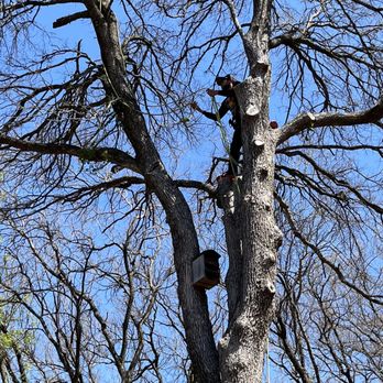 Austin Tree Care Service - Tree Services Near Me - Dale, Texas