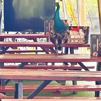 Zensations Garden - Nurseries & Gardening Near Me - Davie, Florida
