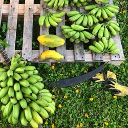The Giving Tour - Bananas harvested for the local food bank.