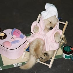 Whispering Pines Pet Resort - A spa day at our grooming salon