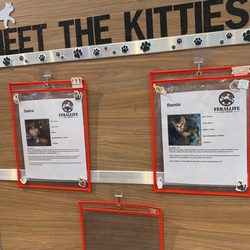 Tomlinson's - Tomlinson's partners with a local rescue, Ferallife Guards, to help kitties get adopted. Love this!