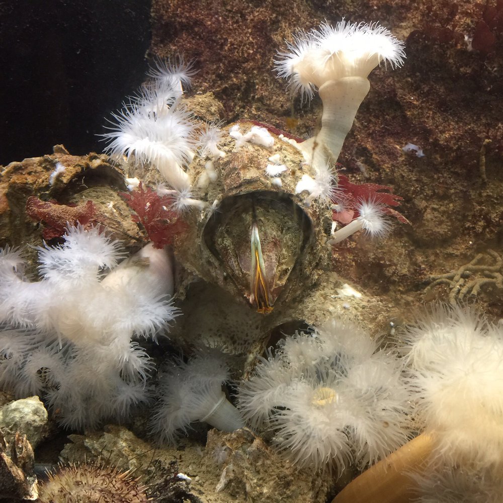 SEA Discovery Center - Sea stuff. - Aquariums Near Me - Poulsbo, Washington SEA Discovery Center - Sea stuff. - Aquariums Near Me - Poulsbo, Washington