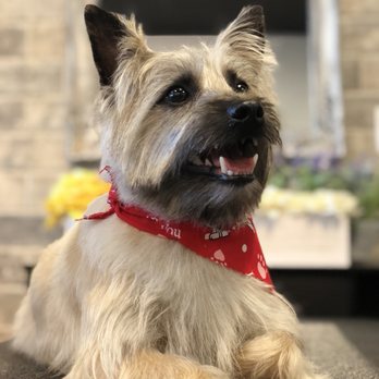 Bailey The Cairn Terrier Groomed By Willow Yelp