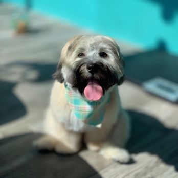 Pampered Paws N' Play - Ollie the Havachon - groom by Danielle - Pet Training Near Me - Buffalo, New York Pampered Paws N' Play - Ollie the Havachon - groom by Danielle - Pet Training Near Me - Buffalo, New York