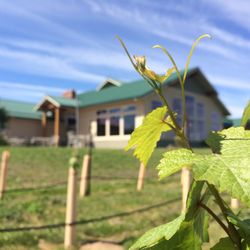 Townshend Cellar - Offering wine tastings or wine by the glass in our cozy tasting room or out on our scenic patio.