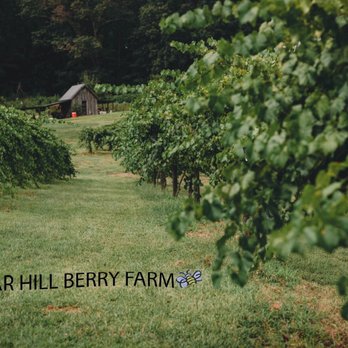 Sugar Hill Berry Farm - A row of muscadine vines - Fruits & Veggies Near Me - Murrayville, Georgia Sugar Hill Berry Farm - A row of muscadine vines - Fruits & Veggies Near Me - Murrayville, Georgia