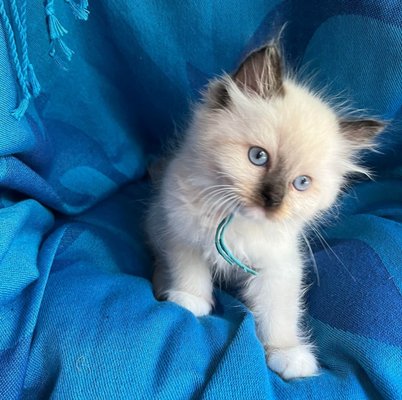 MOONRISE RAGDOLLS - Updated April 2026 - Request Information - 19 ...