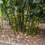 Photo of Royal Botanic Gardens