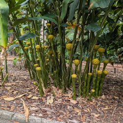 Royal Botanic Gardens