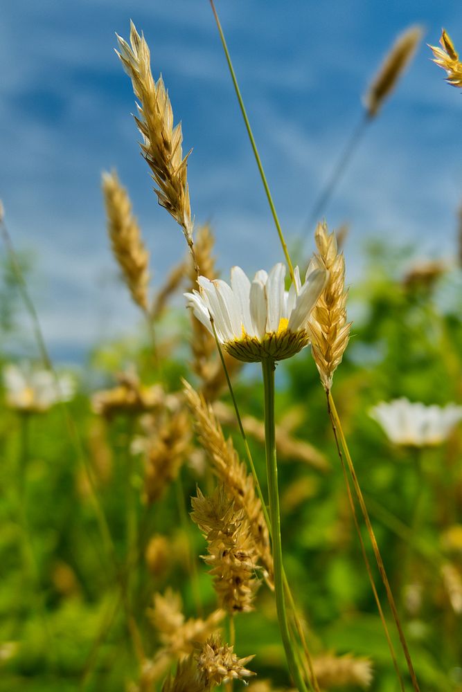 The Princeton Battlefield State Park