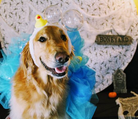 camp marlin doggie daycare