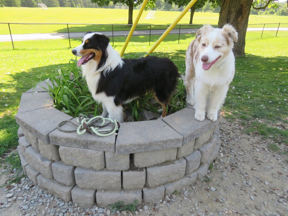 STONE MEADOW KENNEL Updated May 2024 810 E Maine Rd, Johnson City