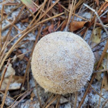 Lake Louisa State Park - Florida mushroom - Parks Near Me - Clermont, Florida