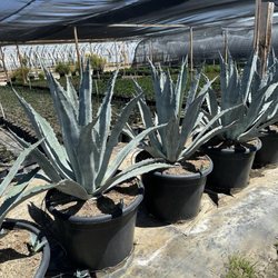 Sky Nursery - Agave Americana 24gallon