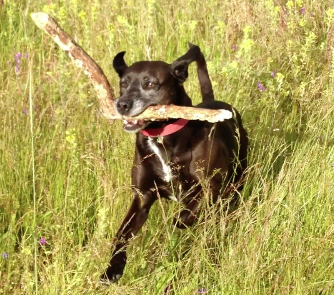 Tami Osmer - pet boarding facility in Portland, OR