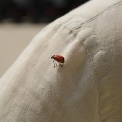 Le Signal - Coccinelle qui s'était posé sur mon épaule