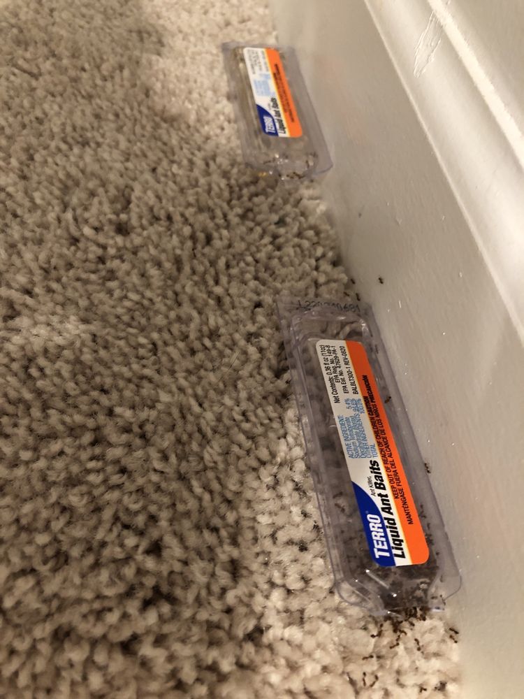 HAWX PEST CONTROL Updated October 2024 21 Photos & 32 Reviews