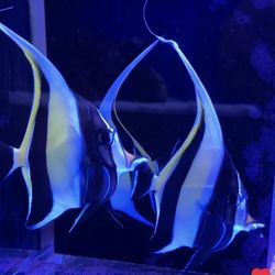 Mark's Tropical Fish aka MTF Aquarium Design - Moorish Idols!