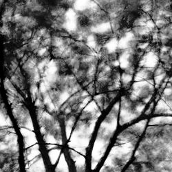 Dada Art Gallery - Charcoal Wind #30028 Trees blowing in the wind in time exposures.