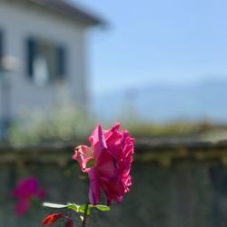 Rosengärten - Rose.
