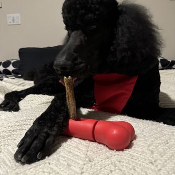 Pawsitive Vibes - Piper with his new harness and honey bully stick. Loving them both! - Pet Stores Near Me - Tucson, Arizona