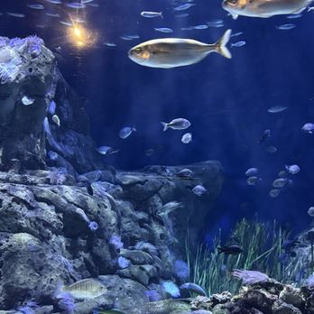 Oceanogràfic - Aquariums Near Me - Valencia, V