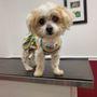 Photo of Veterinary Oncology & Referral Clinic