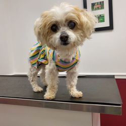 Veterinary Oncology & Referral Clinic