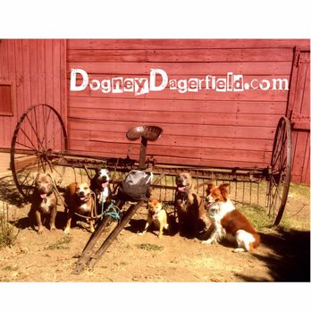 Dogney Dangerfield - Dog Walkers Near Me