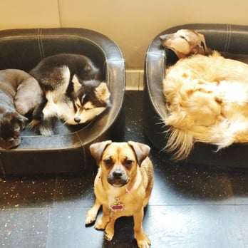 Happy Paws - Pet Training Near Me - Washington, DC, District of Columbia Happy Paws - Pet Training Near Me - Washington, DC, District of Columbia